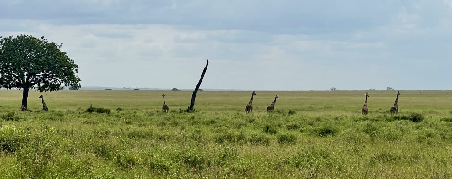 Giraffes and Trees