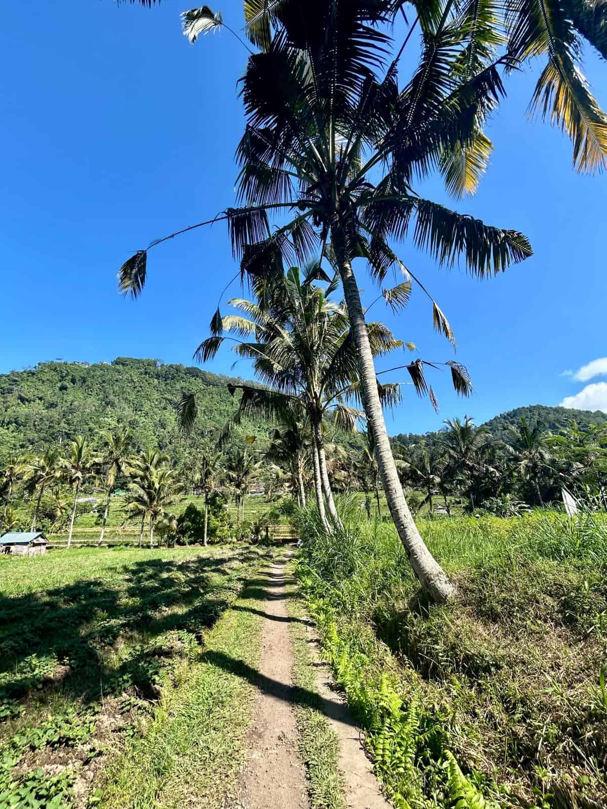 sideman rice terraces bali