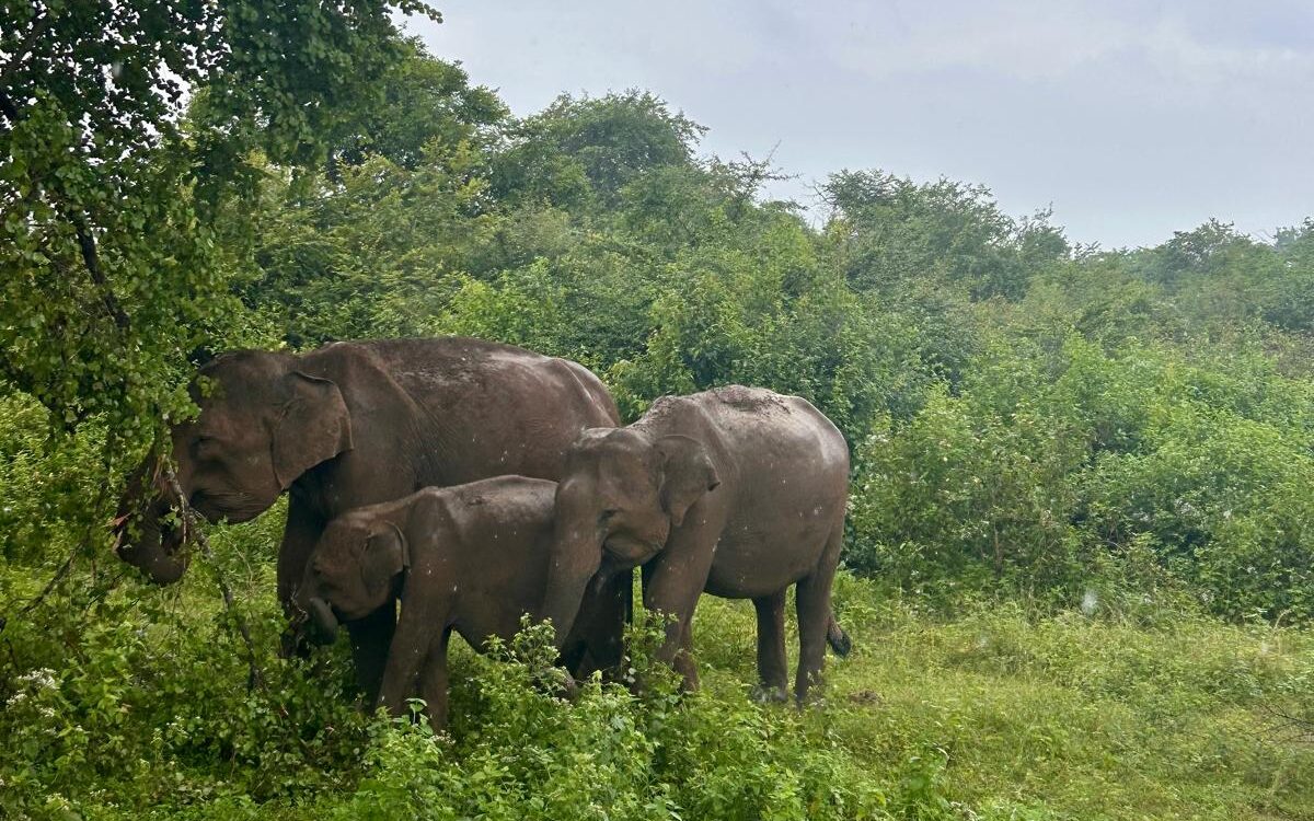 Udawalawe Safari Sri Lanka