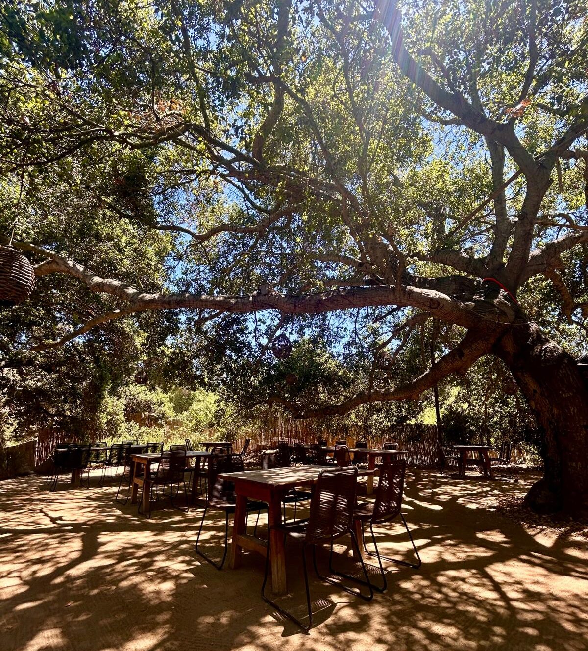 primativo restaurant valle de guadalupe