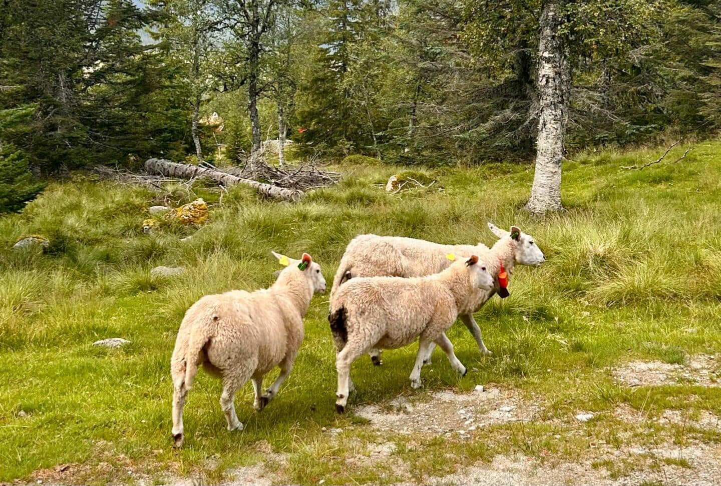 the sheep in norway
