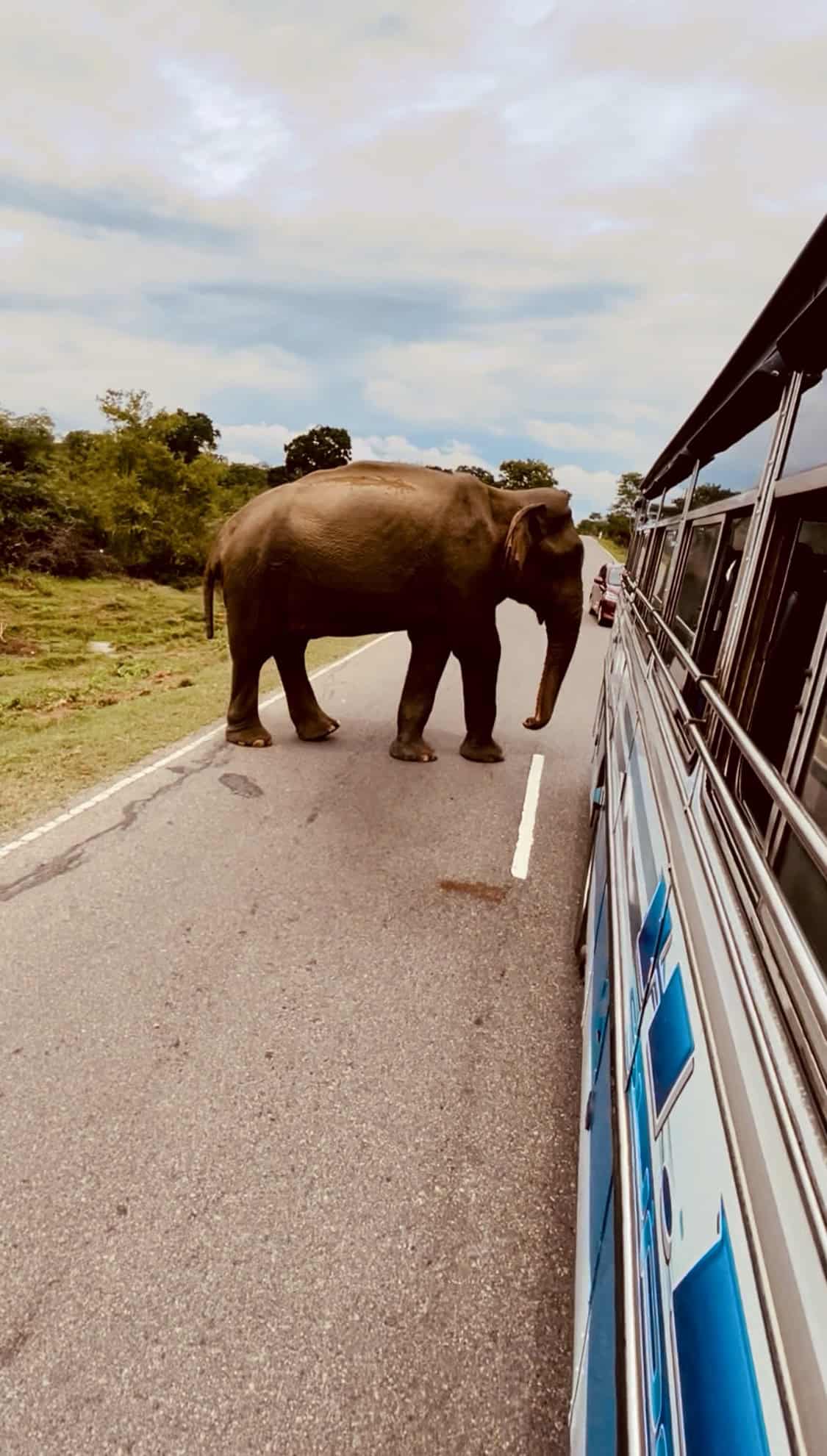 elephants in sri lanka