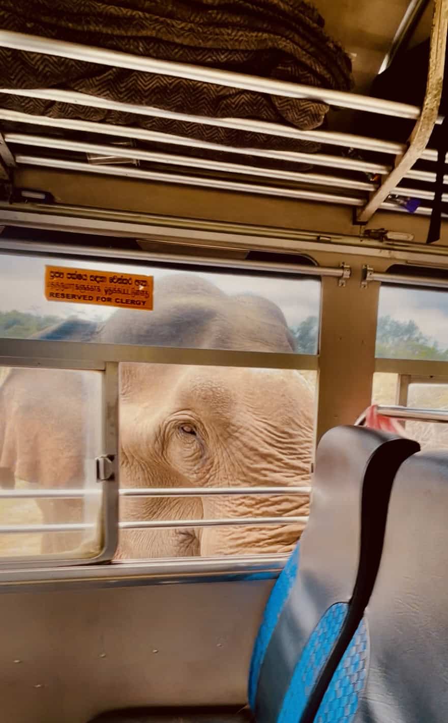 elephants in sri lanka