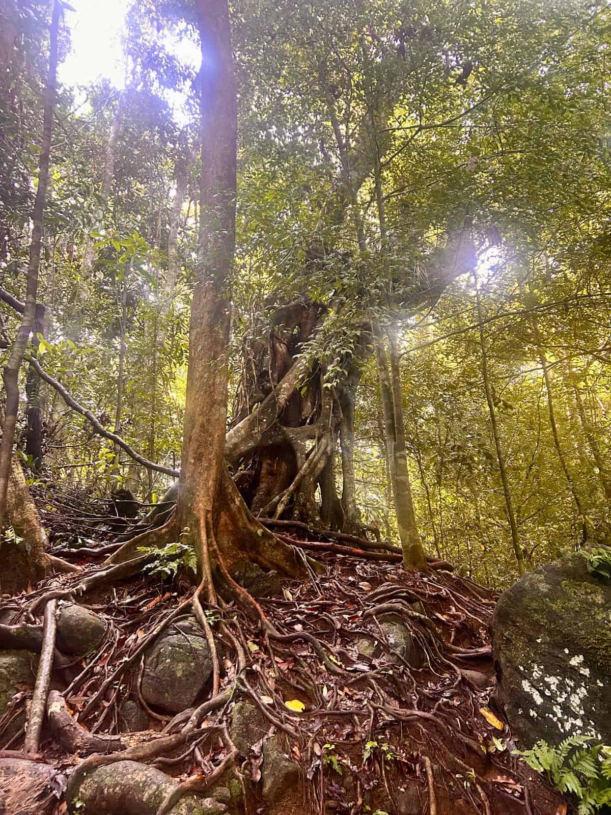 Sinharaja Rainforest trail