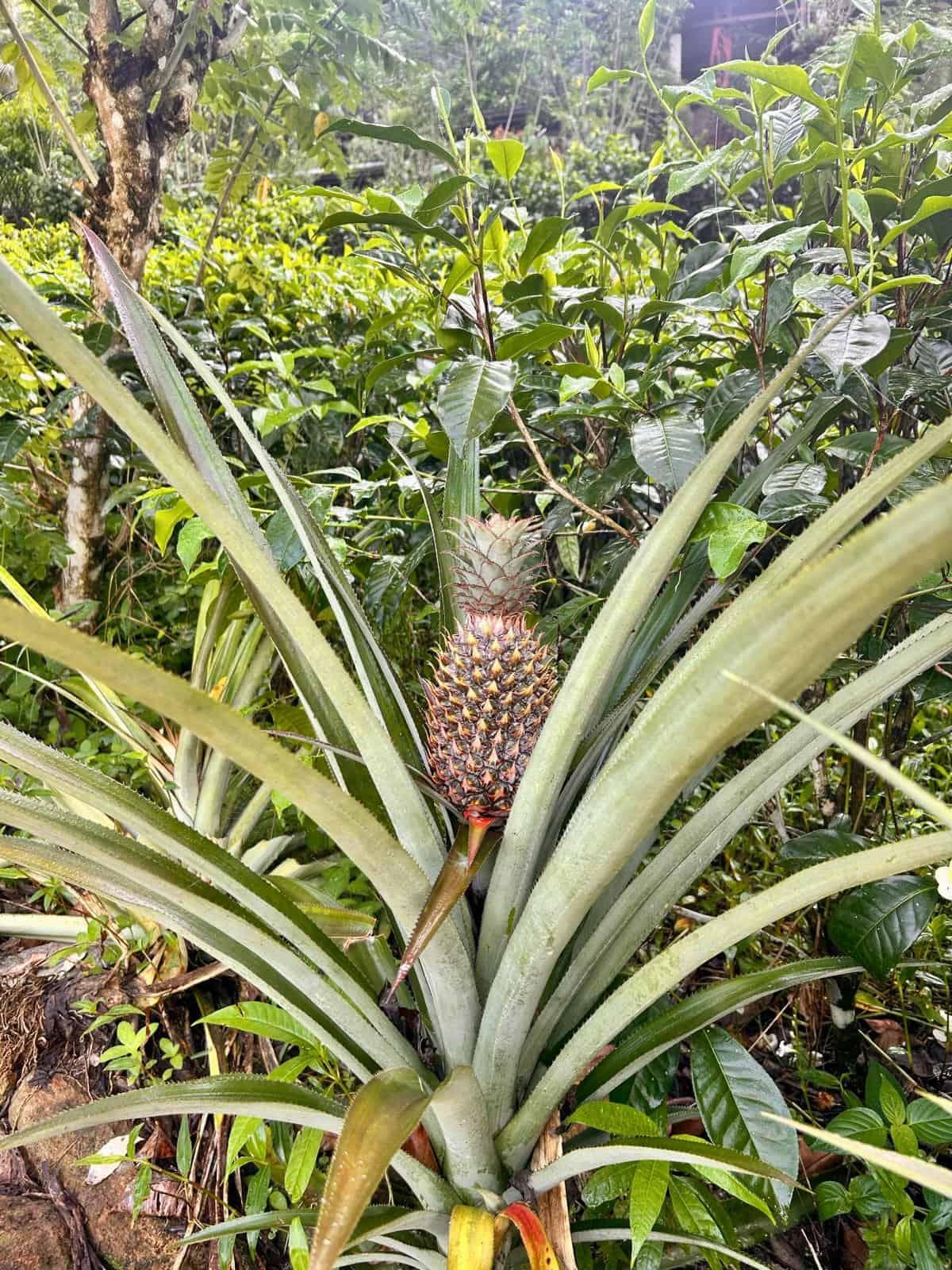 Sinharaja Rainforest trailhead