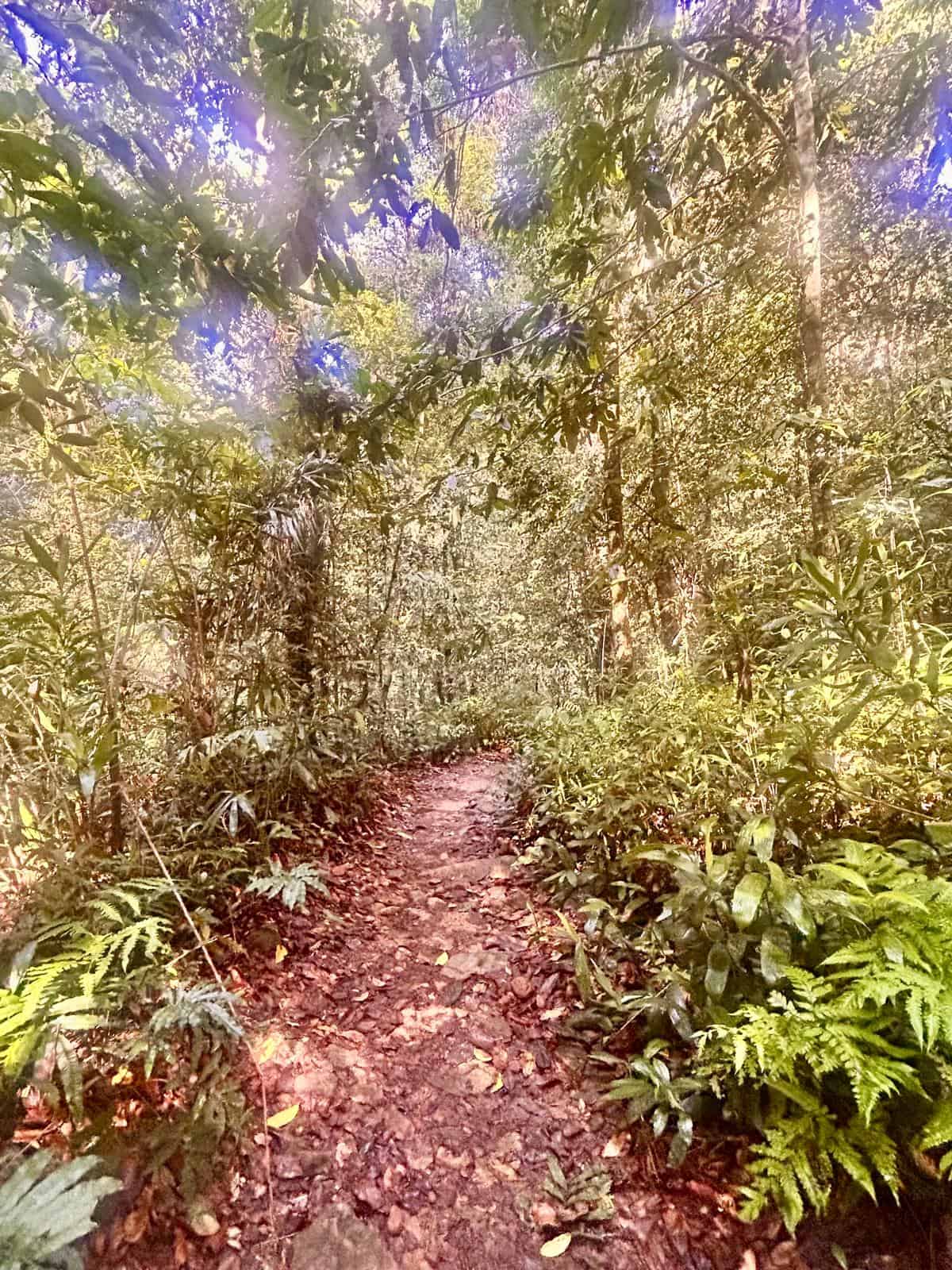 Sinharaja Rainforest trail