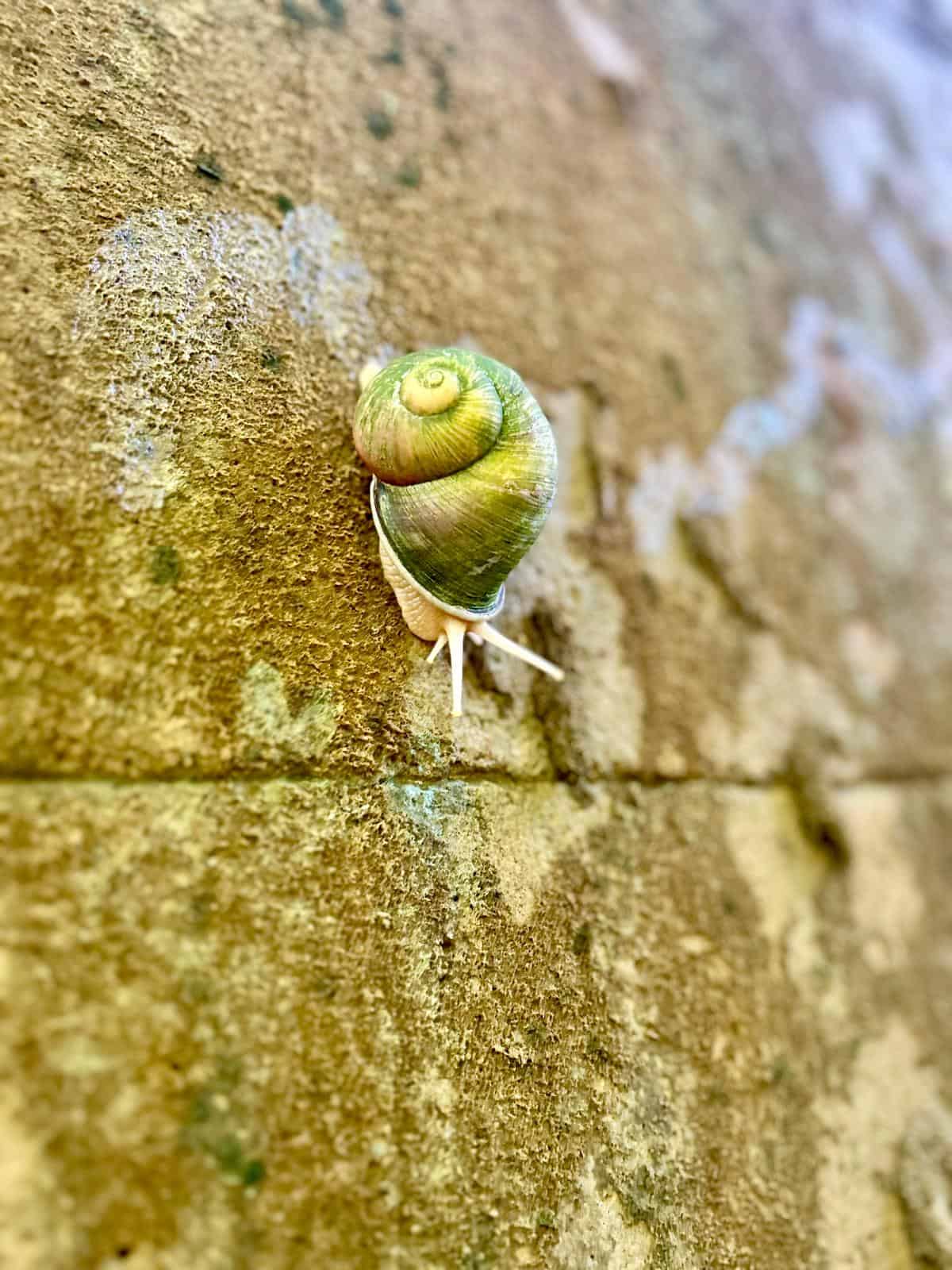 Sinharaja Rainforest wildlife