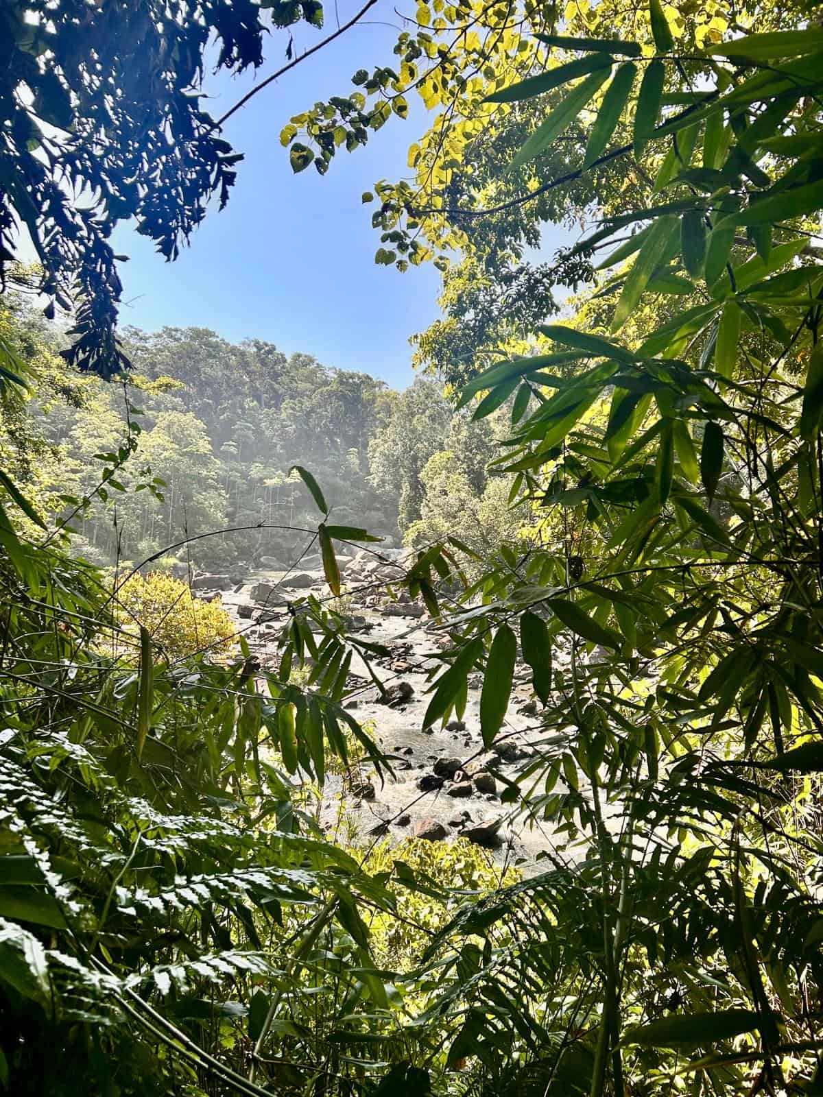 Sinharaja Rainforest river