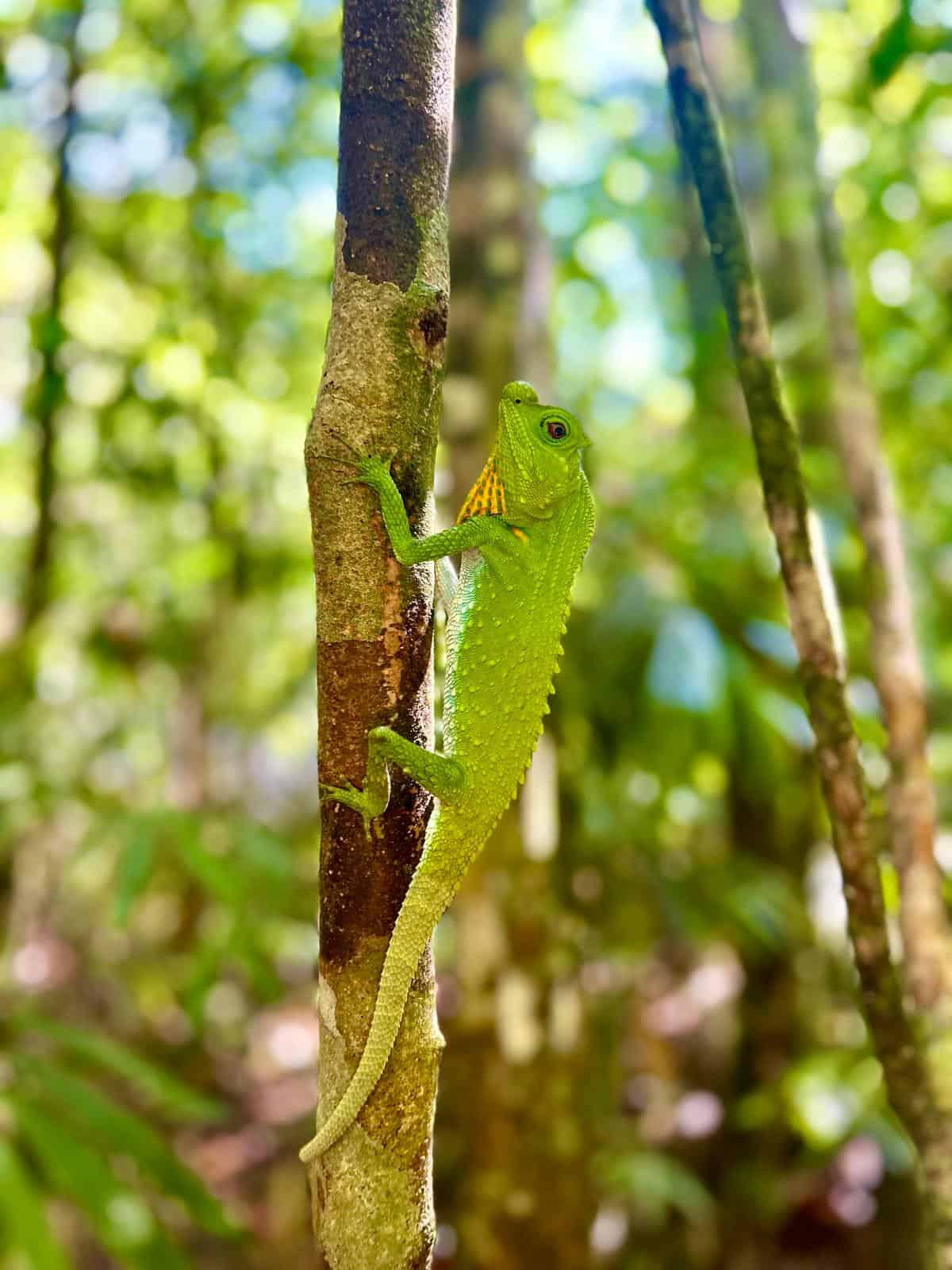 wildlife in Sinharaja Rainforest