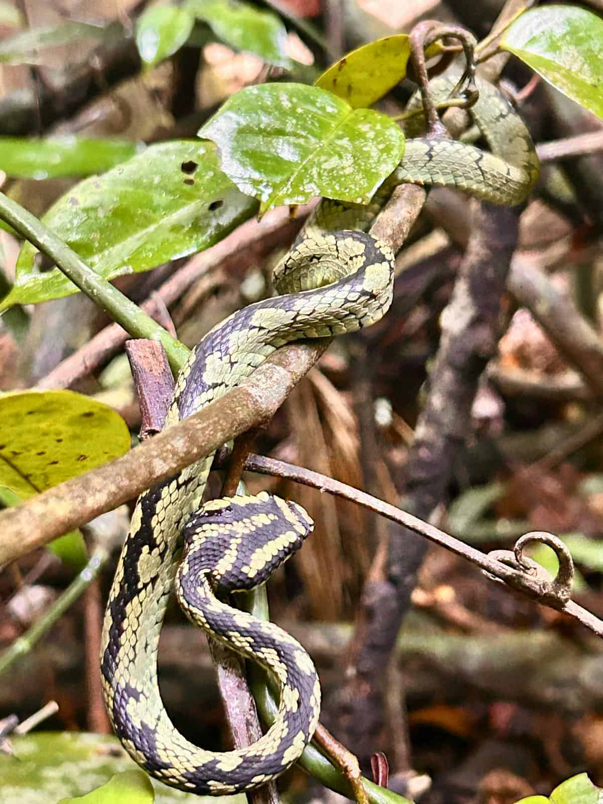 Sinharaja Rainforest viper snake