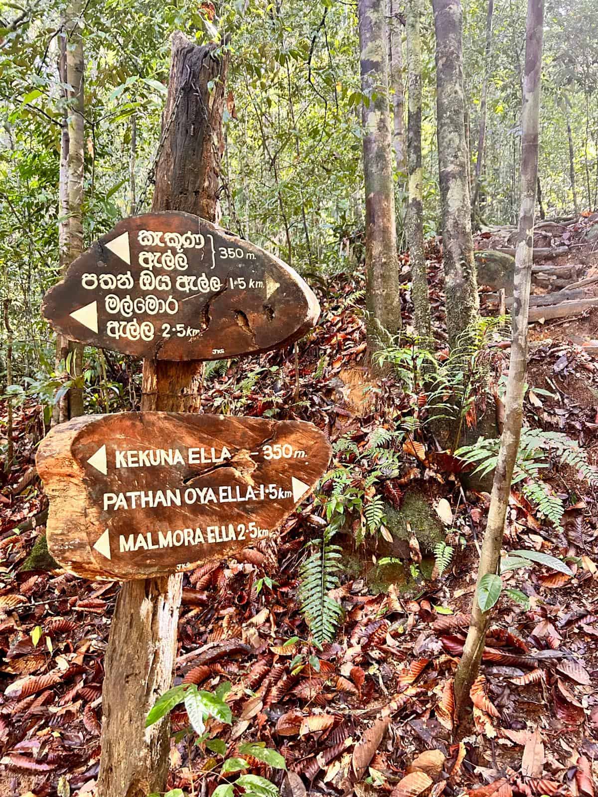 Sinharaja Rainforest hike