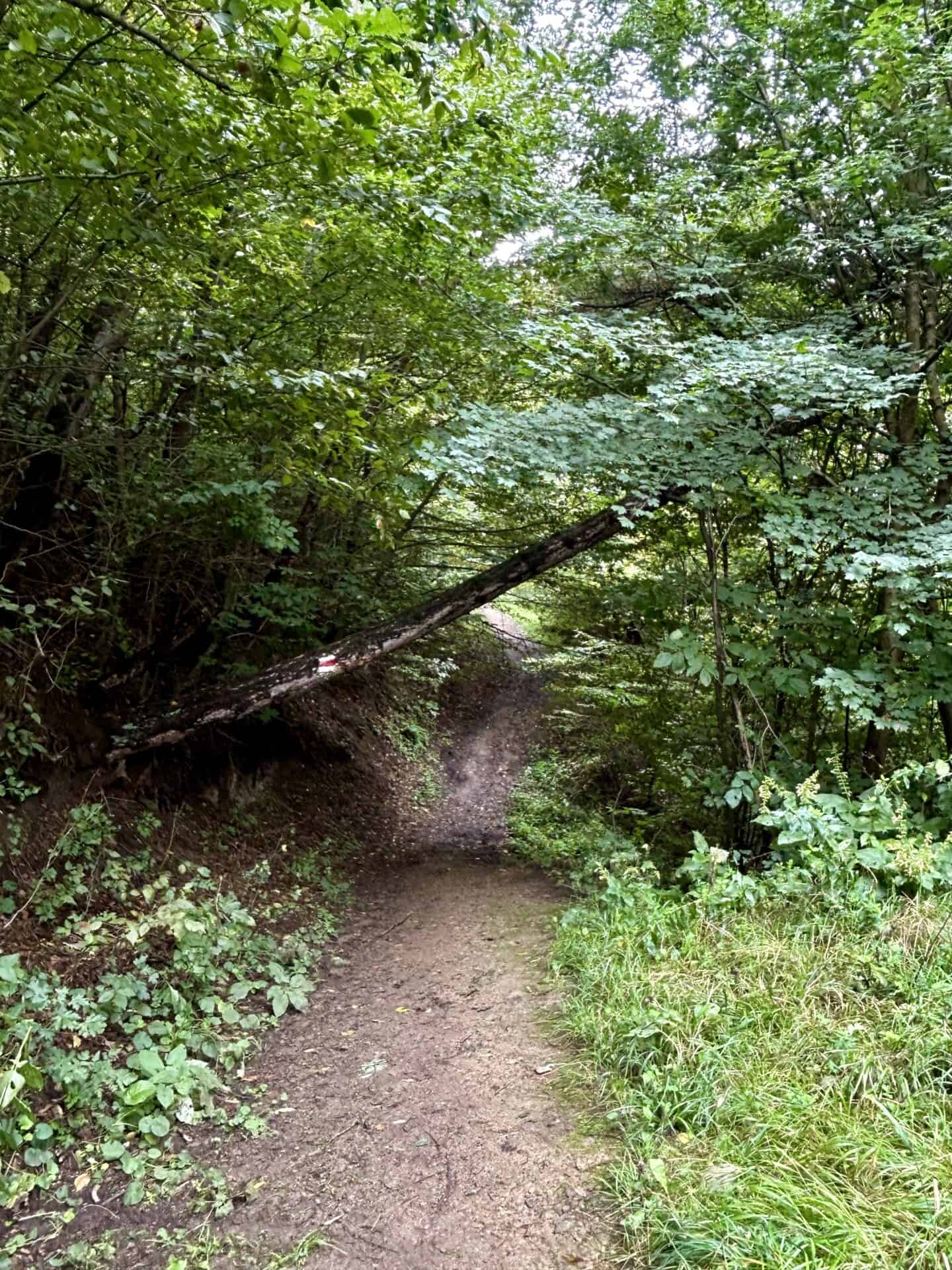 Transcaucasian Trail Dilijan national forest